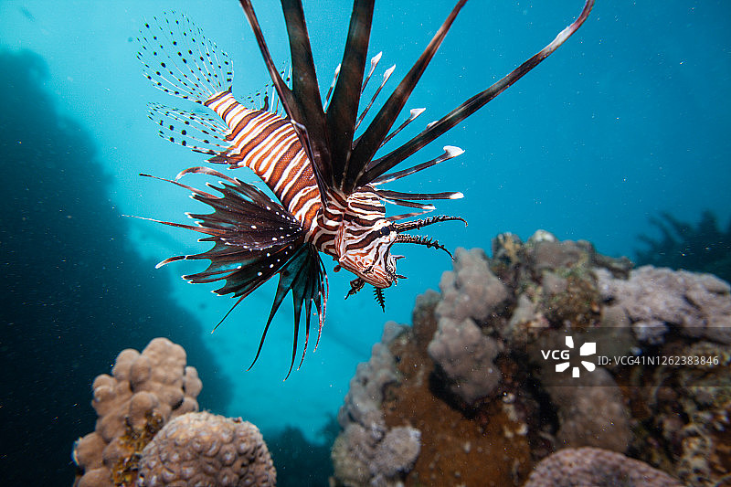 珊瑚礁上的狮子鱼图片素材