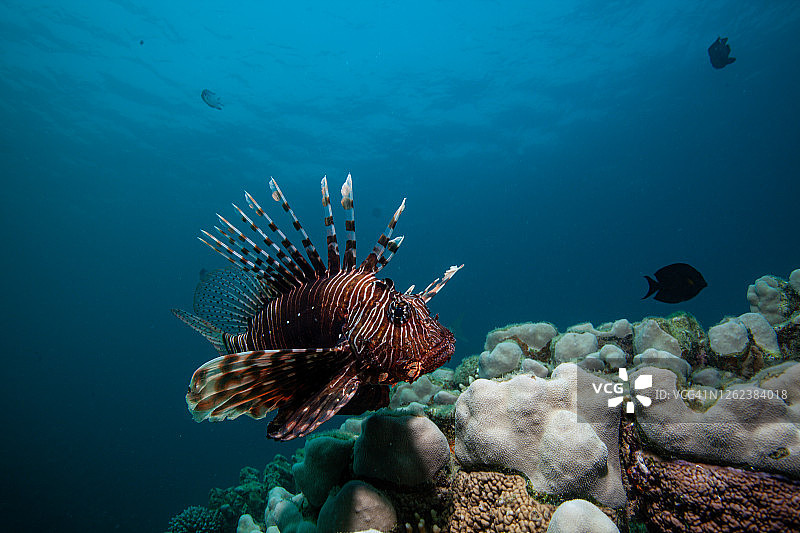 珊瑚礁上的狮子鱼图片素材