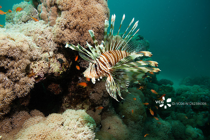 珊瑚礁上的狮子鱼图片素材