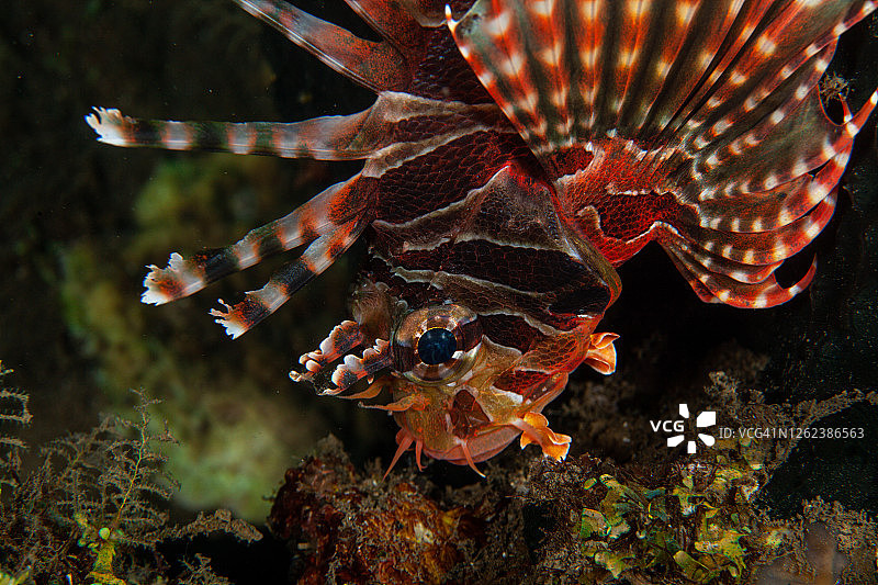 珊瑚礁上的狮子鱼图片素材