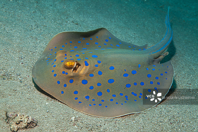 水下海洋中的黄貂鱼，丝带尾魟图片素材