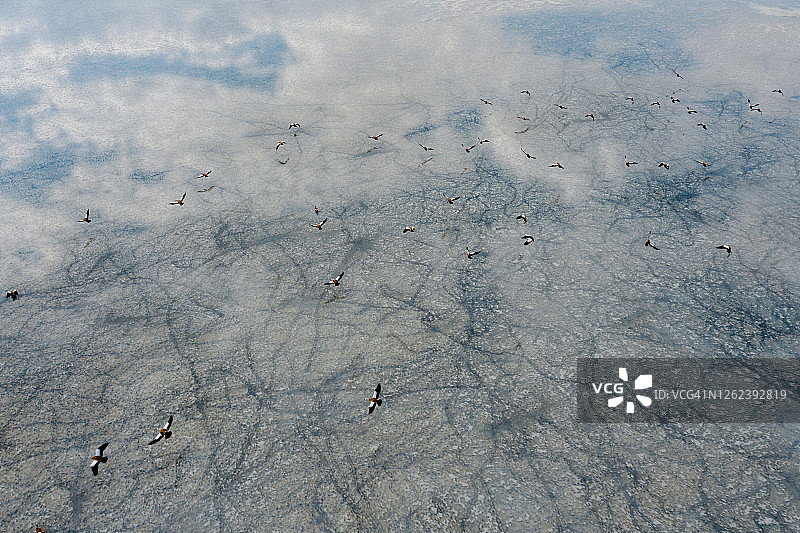 在湖上的红褐色赤麻鸭图片素材