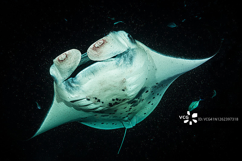 夏威夷大岛夜间浮游生物喂养巨型蝠鲼图片素材