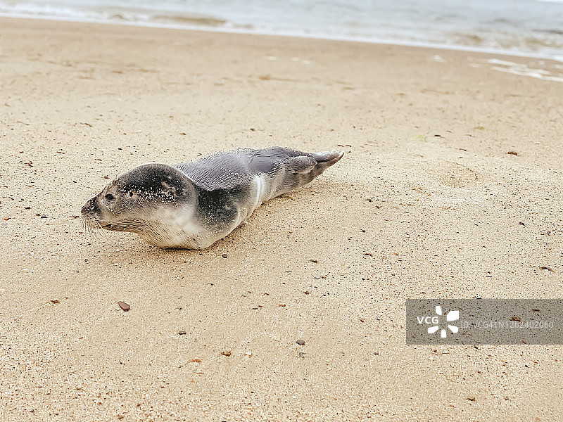 独自搁浅在科德角海湾沙滩上的小海豹图片素材