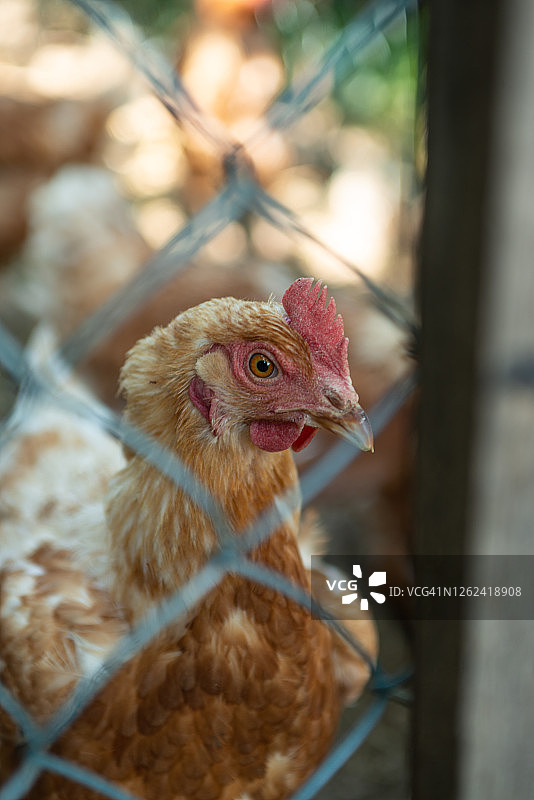 围栏后笼中鸡的特写图片素材