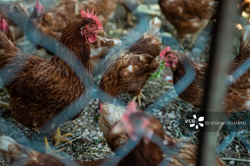 围栏后面的鸡图片素材