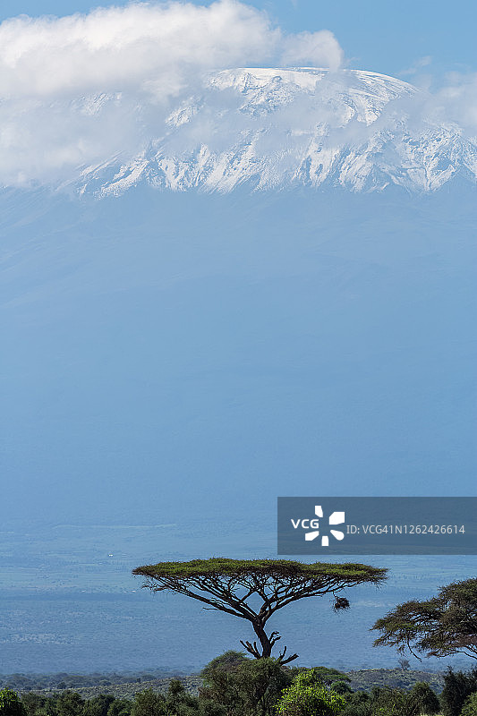 伞形金合欢树和乞力马扎罗山图片素材