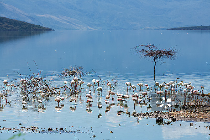 在野外水中觅食的火烈鸟图片素材