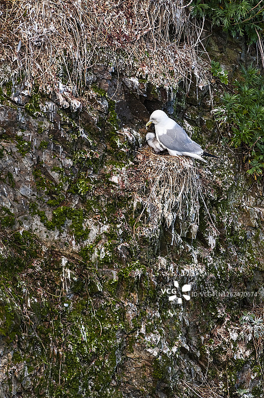 阿拉斯加海象群岛禁猎区圆岛上的海鸟群图片素材