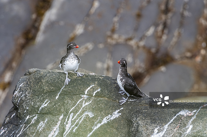 圆岛上的海雀（白令海，阿拉斯加）图片素材