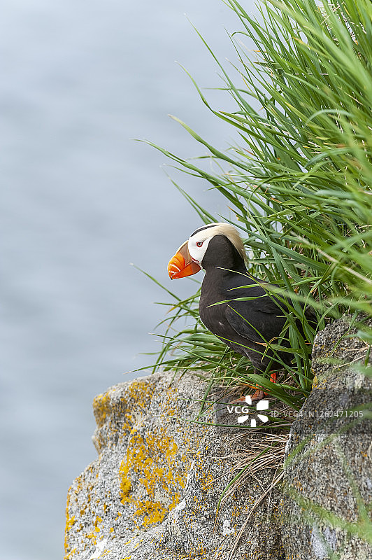 簇绒海鹦图片素材