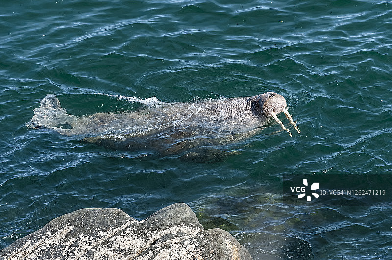 太平洋海象图片素材