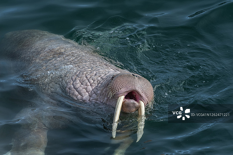 太平洋海象图片素材