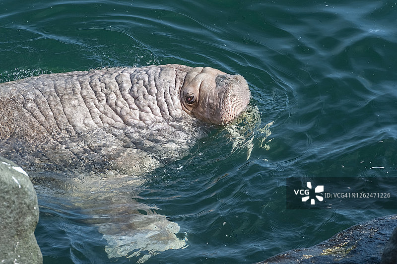 太平洋海象图片素材