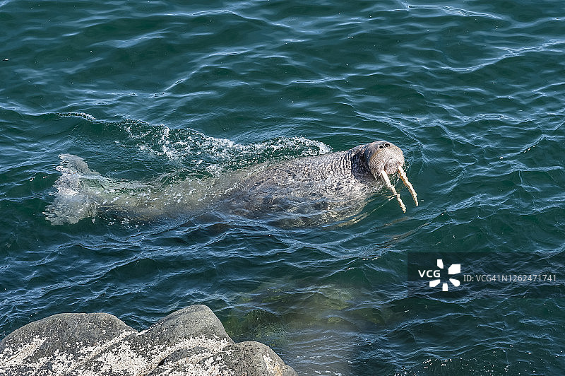 太平洋海象图片素材
