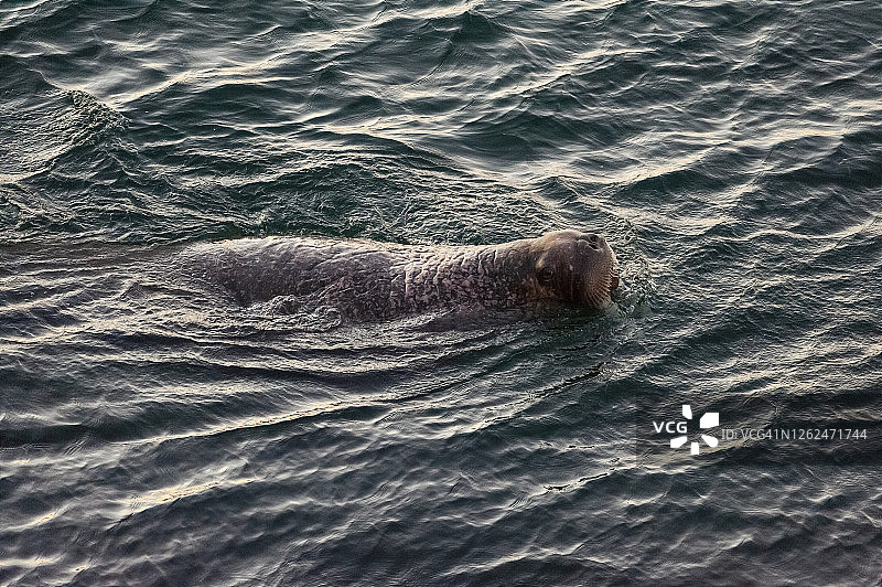太平洋海象图片素材