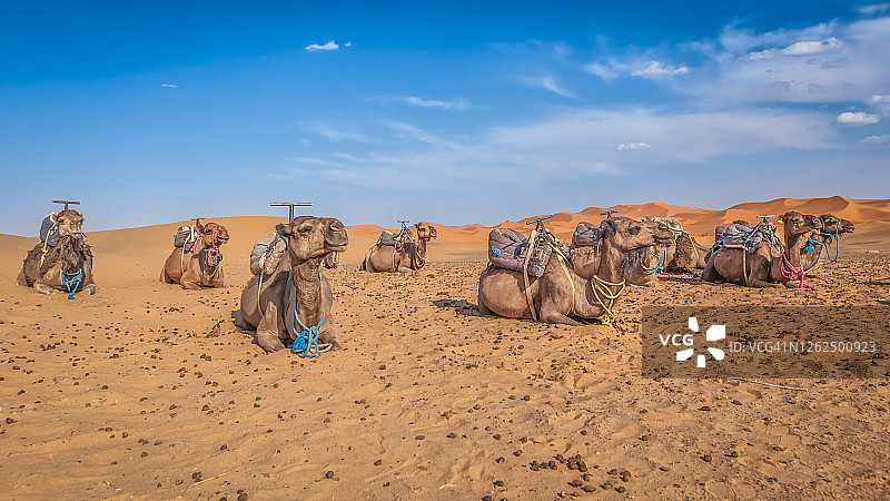 摩洛哥梅尔祖卡沙漠单峰骆驼图片素材