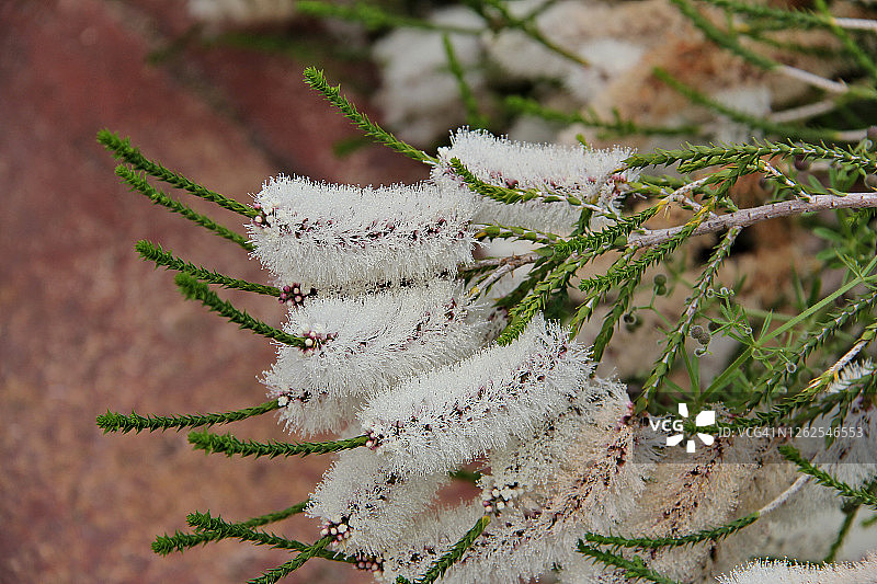 毛茸茸的蜜千层花图片素材