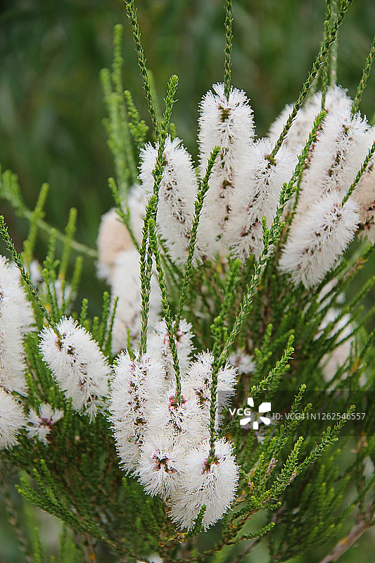 毛茸茸的蜜千层花图片素材