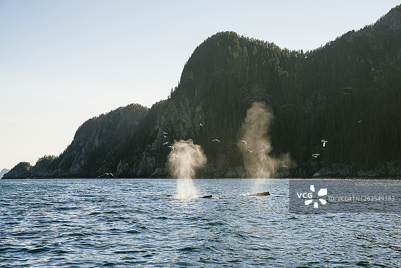 基奈峡湾国家公园鲸鱼喷气景观图片素材