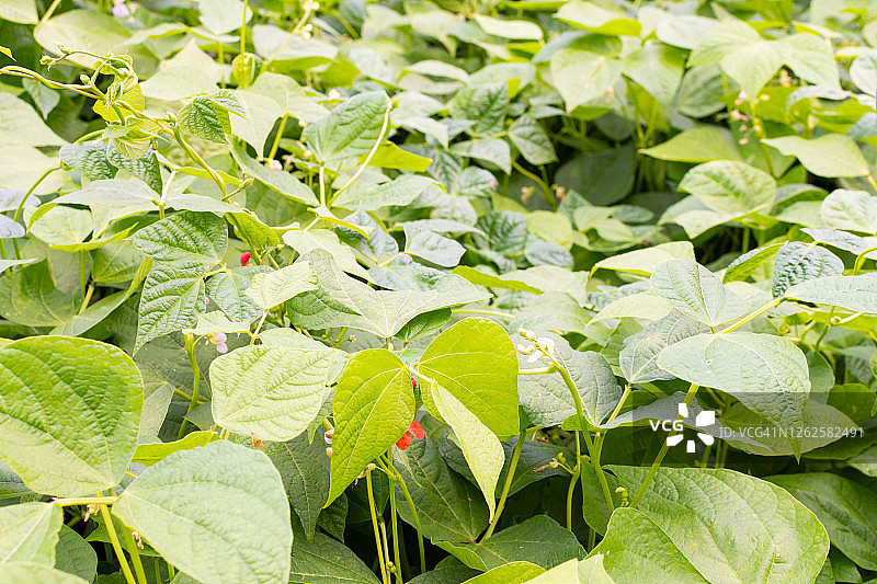 绿色嫩豆的花园苗床图片素材