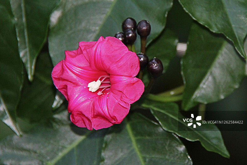 库希奥王子藤图片素材