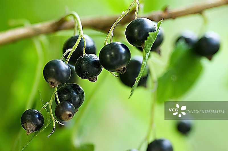 黑醋栗图片素材