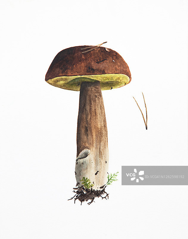 插画：手绘水彩蘑菇图片素材