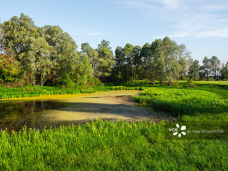夏日阳光下的沼泽地与浮萍草甸风光图片素材