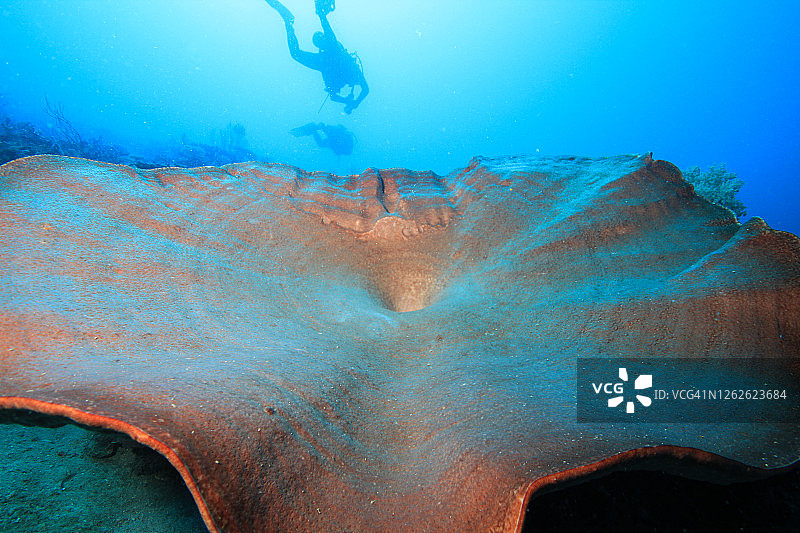 水下水肺潜水员探索和欣赏珊瑚礁海洋生物图片素材