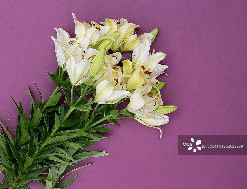 紫色背景上的新鲜白色百合花束图片素材