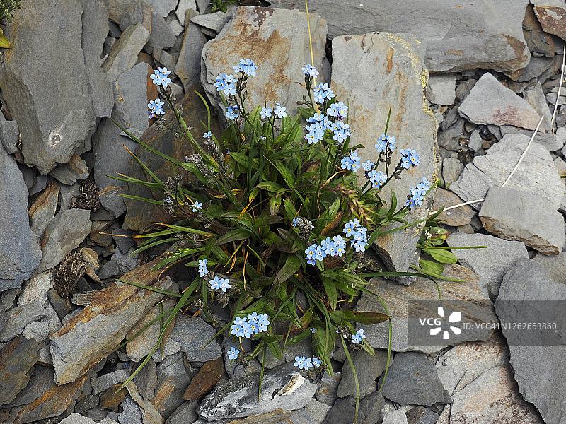 雷蒂科湖岸边盛开的勿忘我图片素材