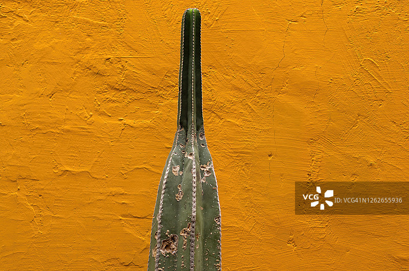 仙人柱上的虫害图片素材