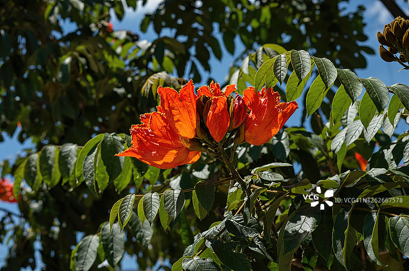 盛开的非洲郁金香树图片素材