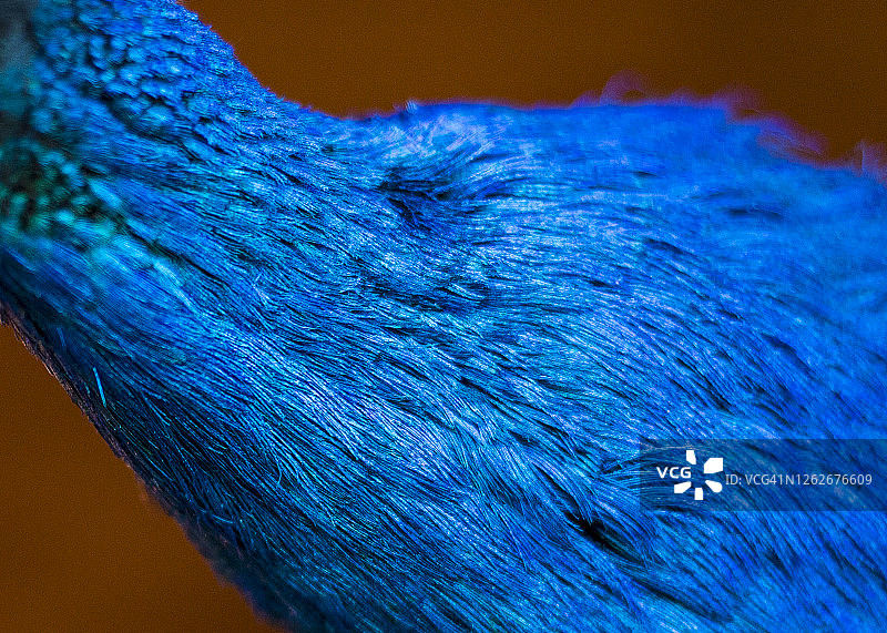 雄孔雀的羽毛图片素材