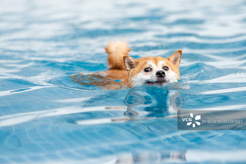 宠物柴犬在游泳图片素材