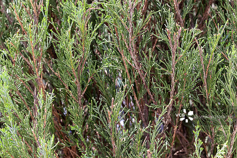 常绿柏树枝背景，地中海柏木图片素材