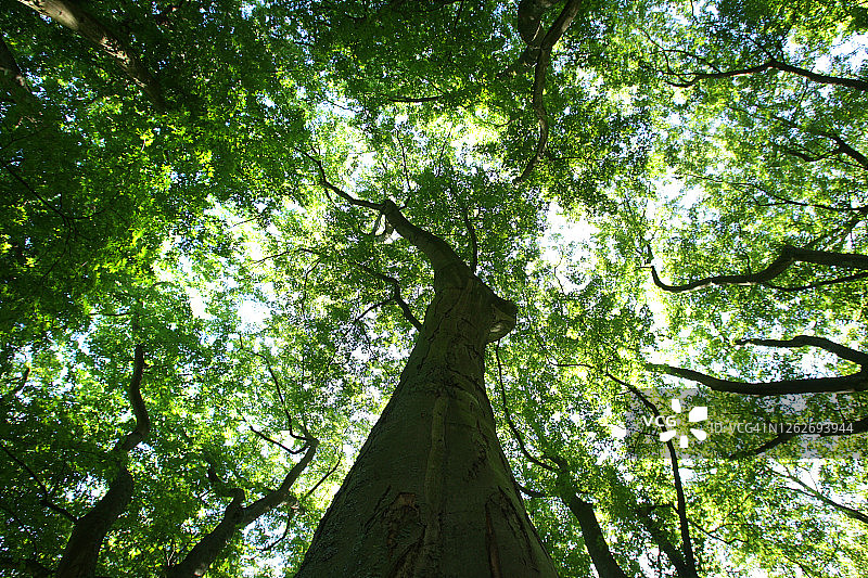 阿姆斯特丹市伦勃朗公园绿地图片素材