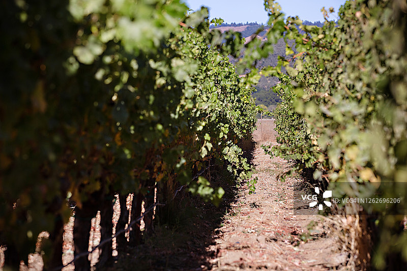葡萄园区块图片素材