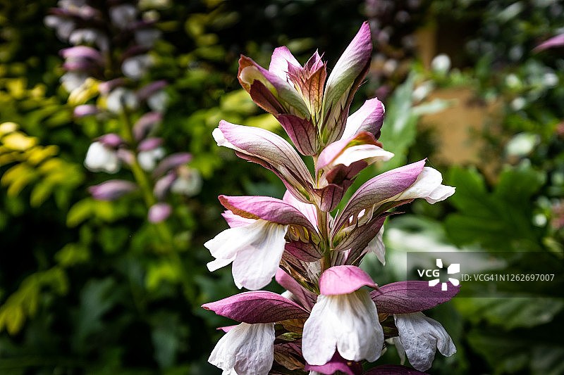 意大利托斯卡纳比萨莫罗纳图片素材