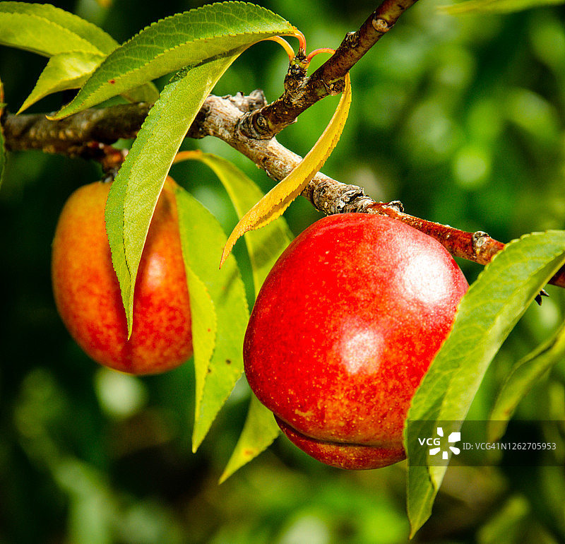 果园里准备采摘的油桃特写图片素材