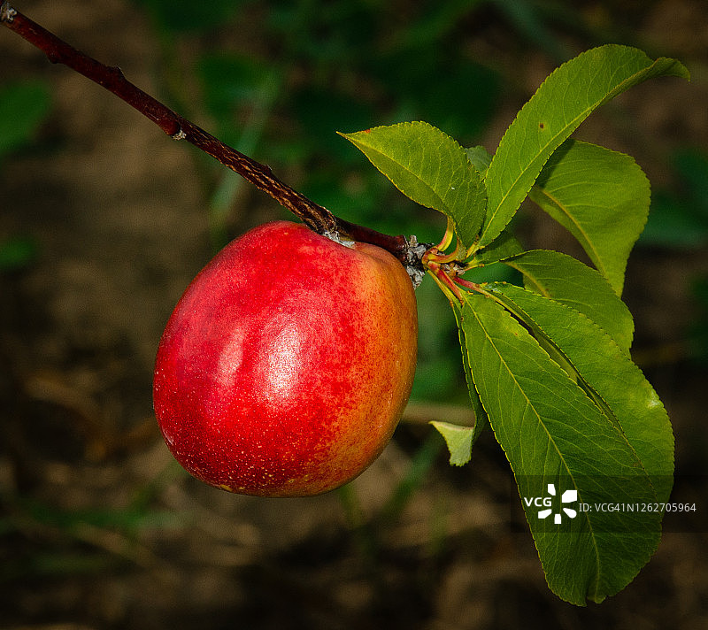 果园里准备采摘的油桃特写图片素材