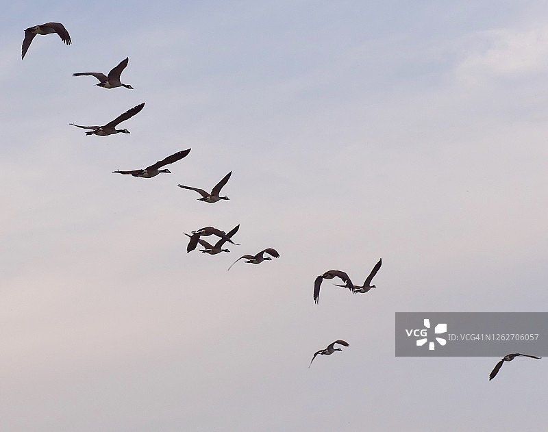 一群加拿大鹅飞过紫色的天空图片素材