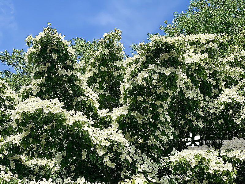 盛夏盛开的白色四照花树图片素材