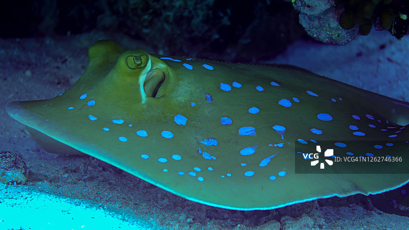 斑点黄貂鱼图片素材