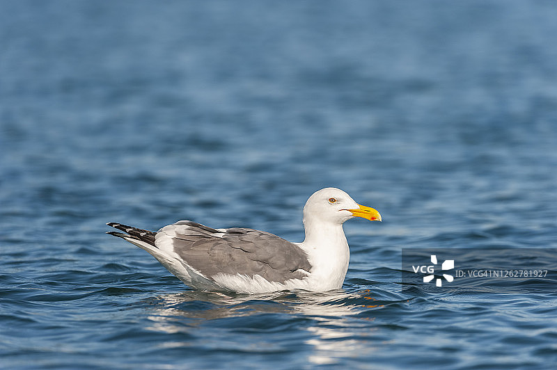 西域鸥图片素材