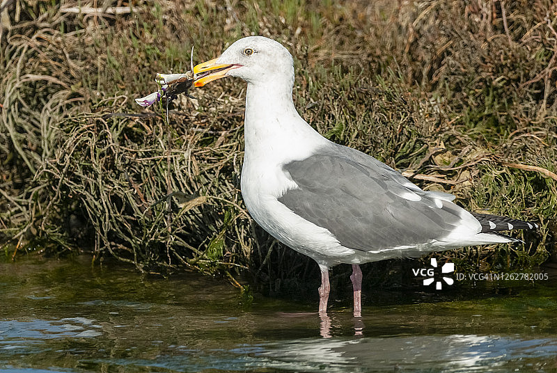 西域鸥图片素材