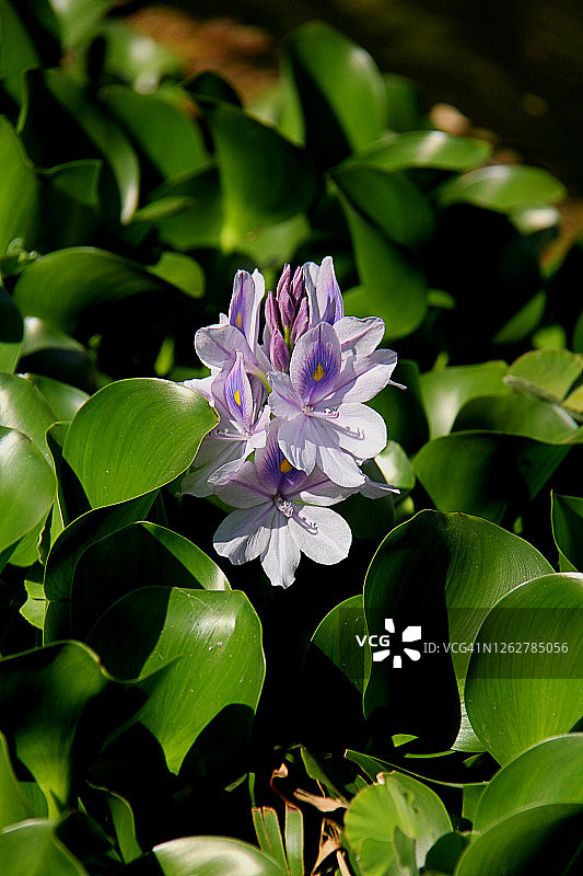 水葫芦图片素材