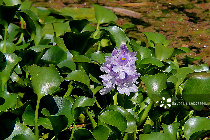 水葫芦图片素材