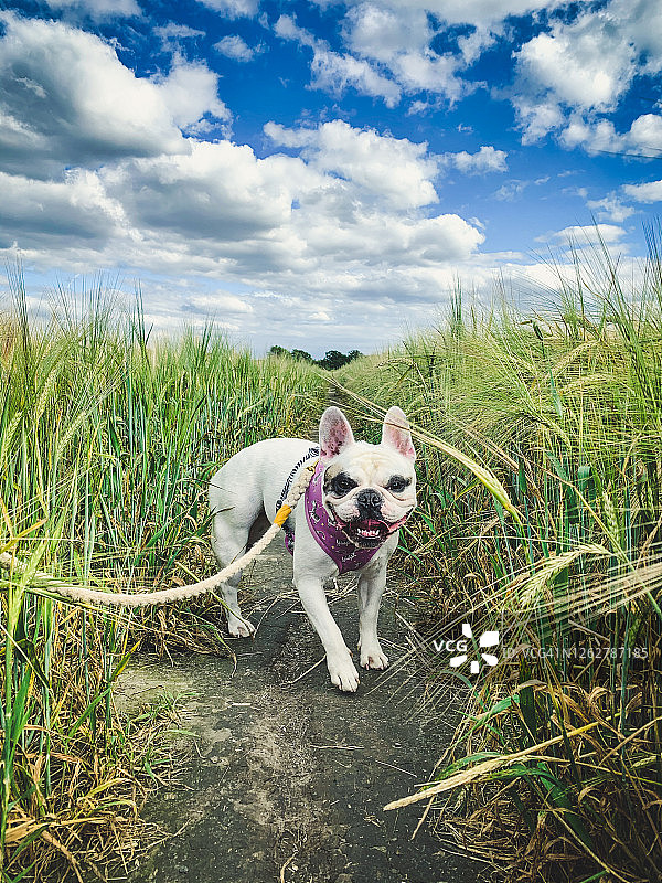 在英国麦田里的法国斗牛犬图片素材